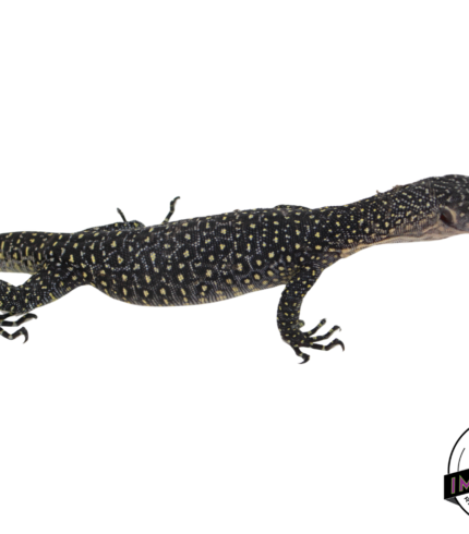 sorong mangrove monitor lizard for sale, buy reptiles online