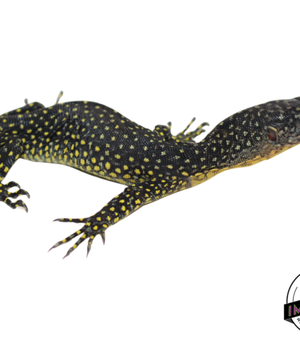 warsior mangrove monitor lizard for sale, buy reptiles online