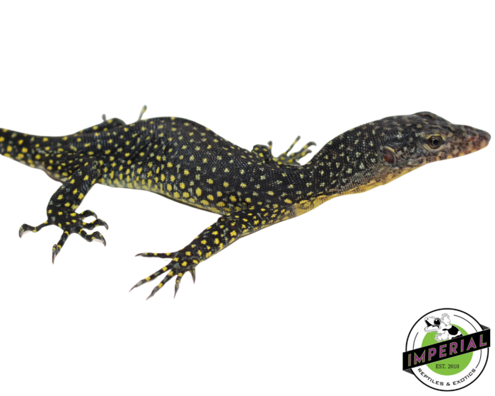 warsior mangrove monitor lizard for sale, buy reptiles online