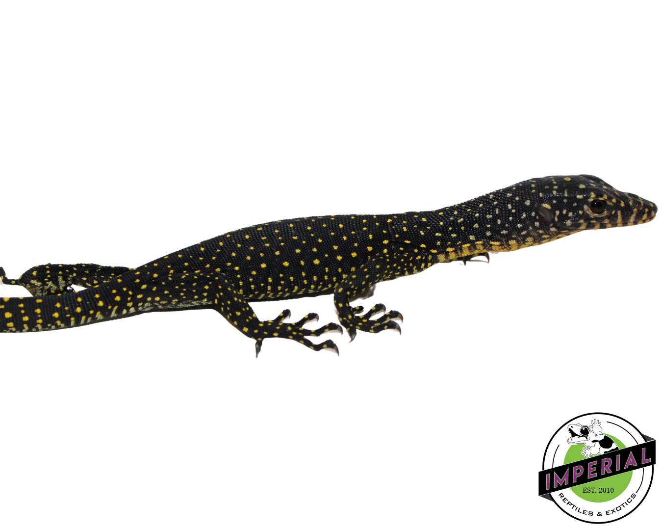 warsior mangrove monitor lizard for sale, buy reptiles online