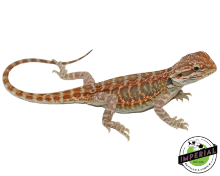 blue bar bearded dragon for sale, reptiles for sale, buy animals online