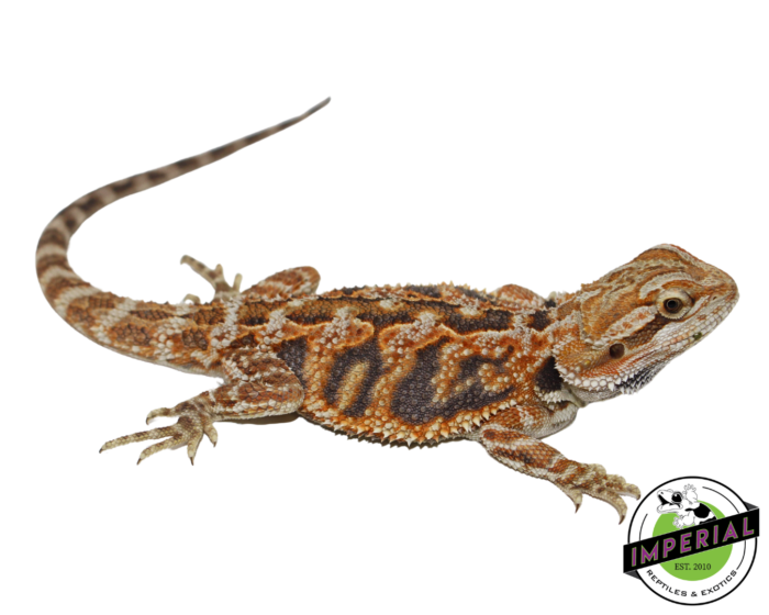 tiger bearded dragon for sale, reptiles for sale, buy animals online