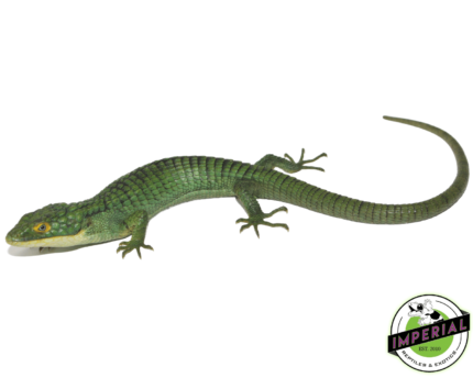 Abronia graminea for sale, buy reptiles online