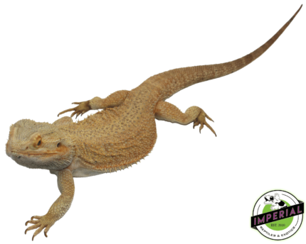 citrus bearded dragon for sale, buy reptiles online