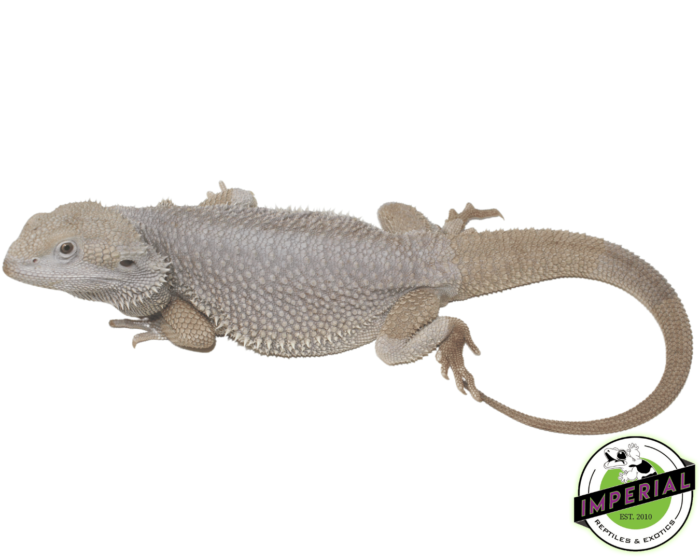 adult zero bearded dragon for sale, buy reptiles online