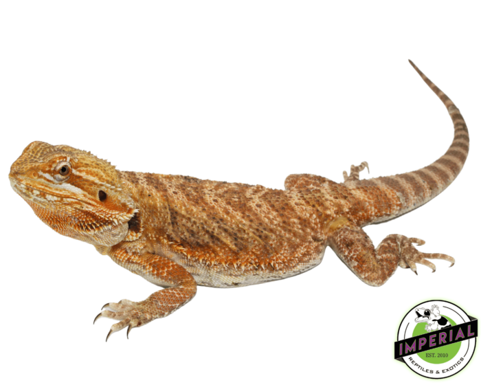 bearded dragon for sale, buy reptiles online