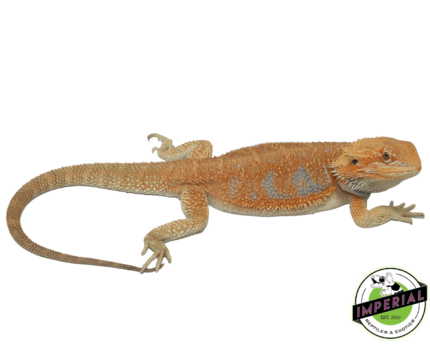 orange hypo bearded dragon for sale, buy reptiles online