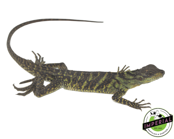 sailfin dragon for sale, buy reptiles online