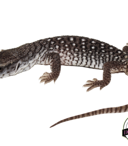 savannah monitor lizard for sale, buy reptiles online