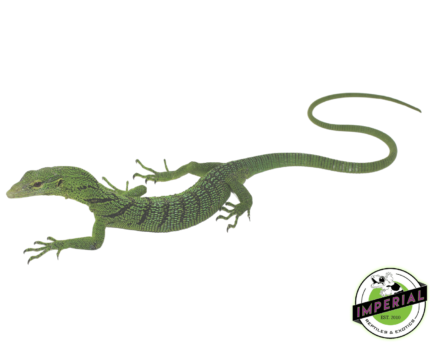 green tree monitor for sale online, buy cheap monitor lizards near me