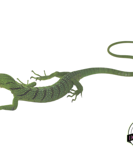 green tree monitor for sale online, buy cheap monitor lizards near me