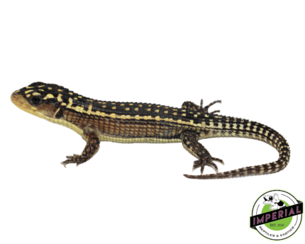 giant plated lizard for sale, buy reptiles online