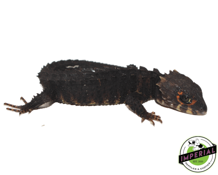 red eye crocodile skink for sale, buy reptiles online