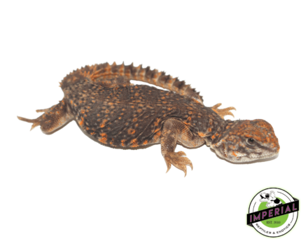 Uromastyx for sale, buy reptiles online