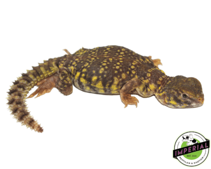 Uromastyx for sale, buy reptiles online