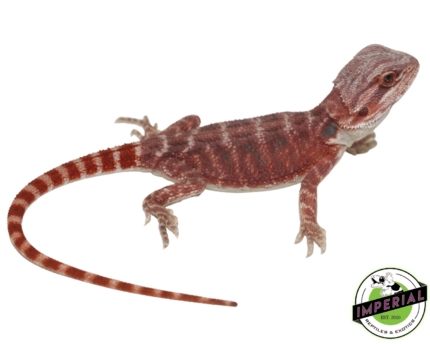 bearded dragon for sale online, buy bearded dragons at cheap prices