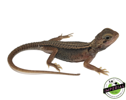 bearded dragon for sale, buy reptiles online