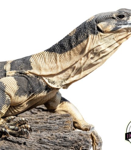 bells phase lace monitor lizard for sale, buy reptiles online