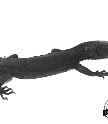 black dragon water monitor lizard for sale, buy reptiles online