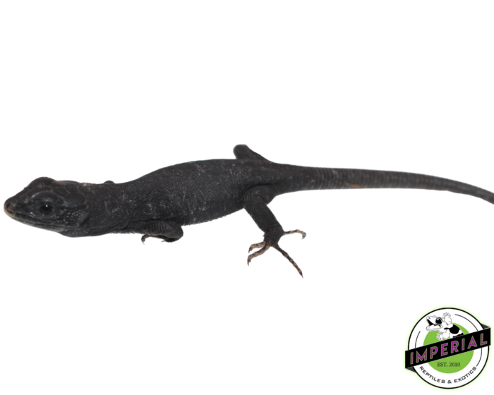 melanistic jeweled lacerta for sale, buy reptiles online