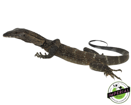 black roughneck monitor lizard for sale, buy reptiles online