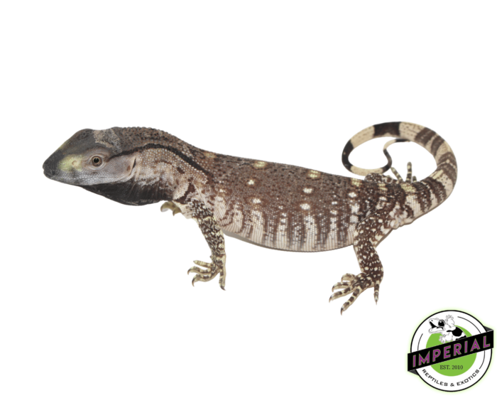 black throat monitor lizard for sale, buy reptiles online