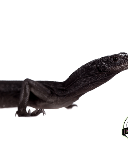 black tree monitor for sale online at cheap prices, buy reptiles for sale online near me