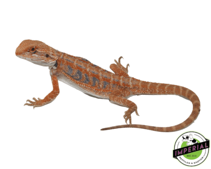 orange bearded dragon for sale, buy reptiles online