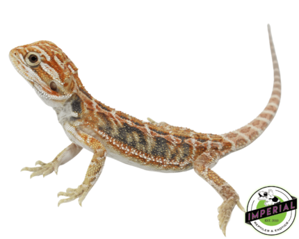 bearded dragon for sale online, buy bearded dragons at cheap prices