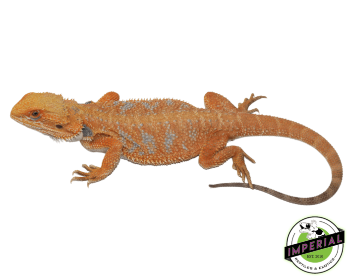 orange bearded dragon for sale, buy reptiles online