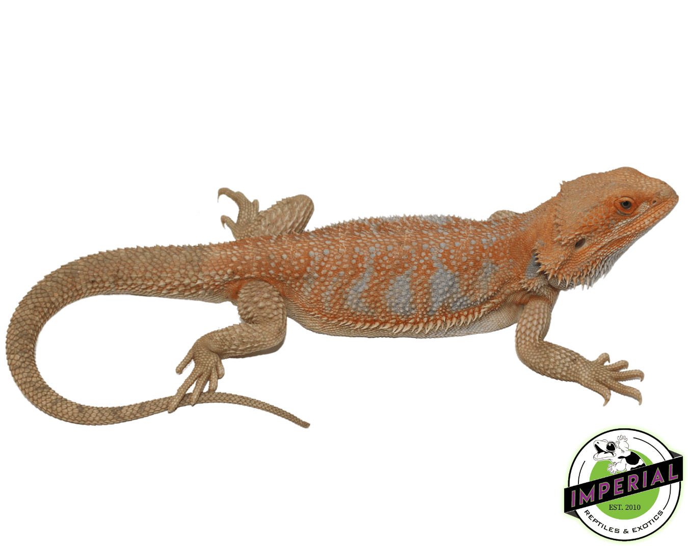 orange bearded dragon for sale, buy reptiles online