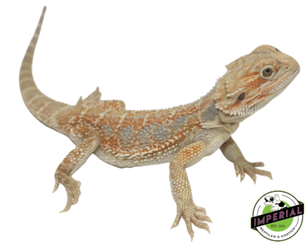 bearded dragon for sale online, buy bearded dragons for sale at cheap prices