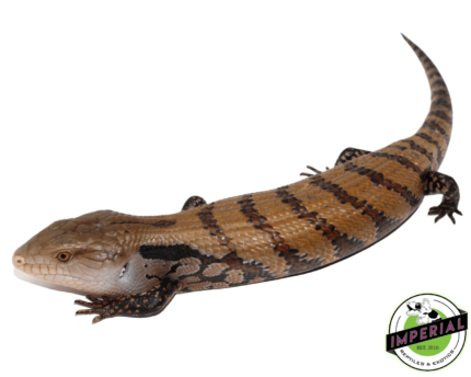 merauke blue tongue skink for sale, buy reptiles online