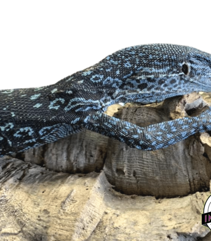 Blue Tree Monitor