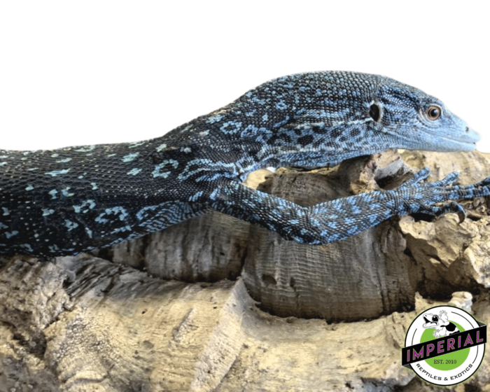 Blue Tree Monitor