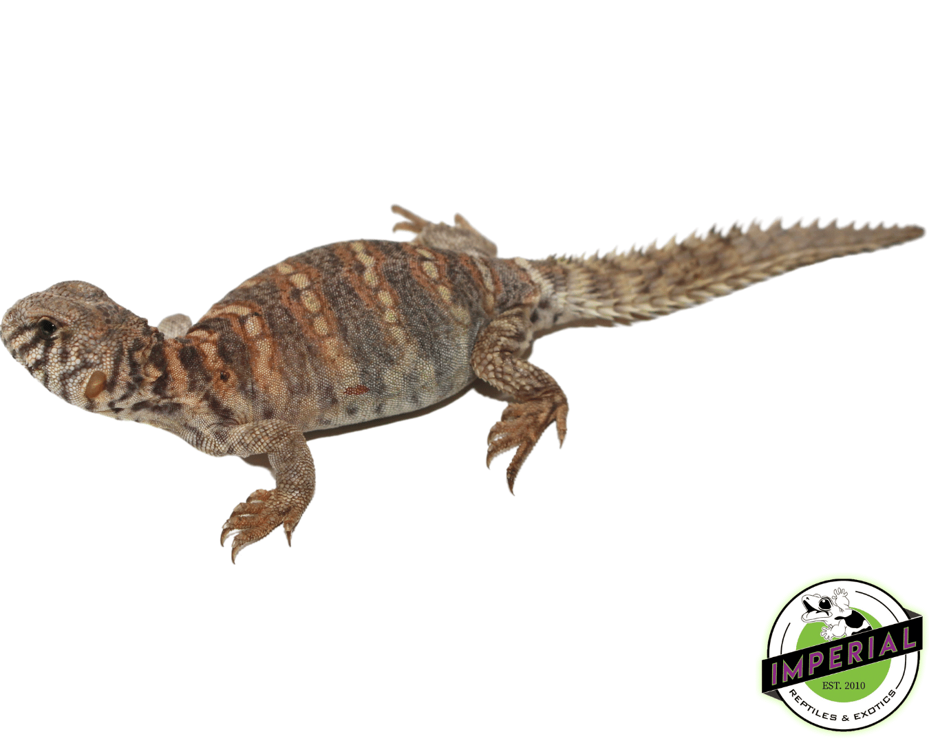 orante Uromastyx for sale, buy reptiles online