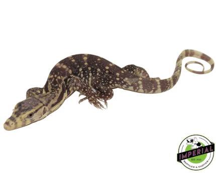 t+ albino water monitor lizard for sale, buy reptiles online