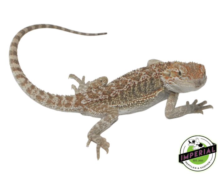 Citrus  bearded dragon for sale, buy reptiles online