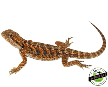 Buy Blue Bar Citrus Bearded Dragon Online