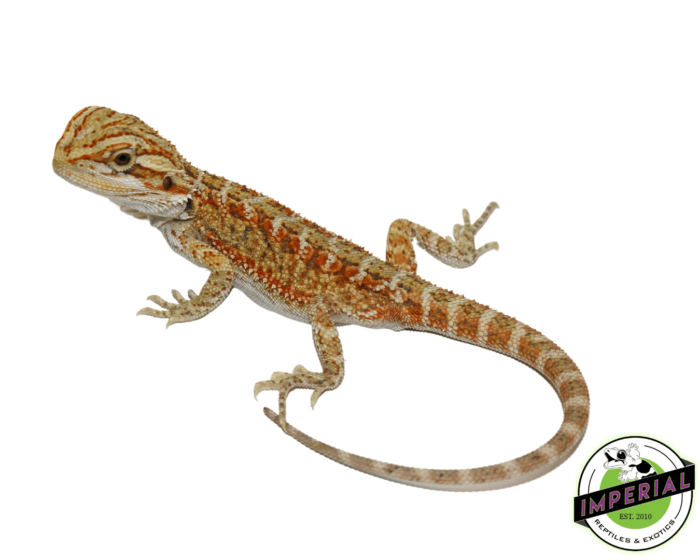 bearded dragon for sale, buy reptiles online