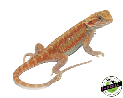 Color Stripe Hypo Translucent Bearded Dragon