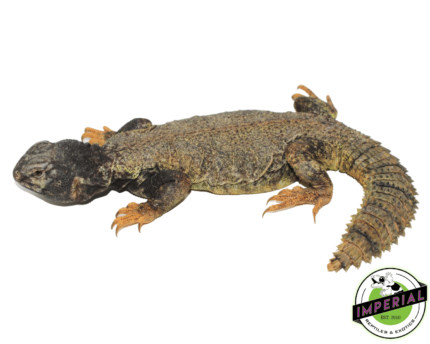 Dispar Uromastyx for sale, buy reptiles online