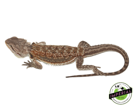 bearded dragon for sale, buy reptiles online