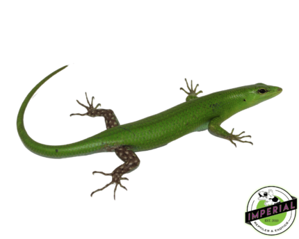 emerald tree skink for sale, buy reptiles online