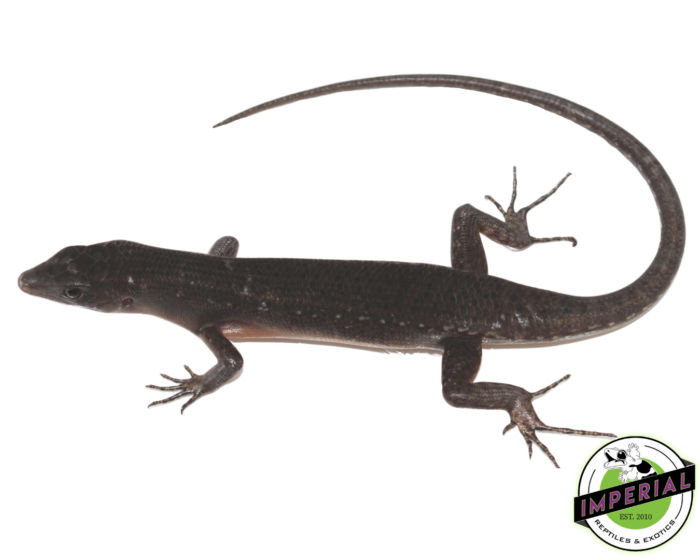 black tree skink for sale, buy reptiles online