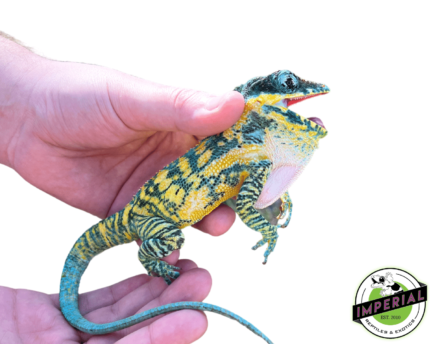 Anolis equestris potior (Blue Beauty) Knight Anole for sale online, buy knight anoles for sale near me at cheap prices