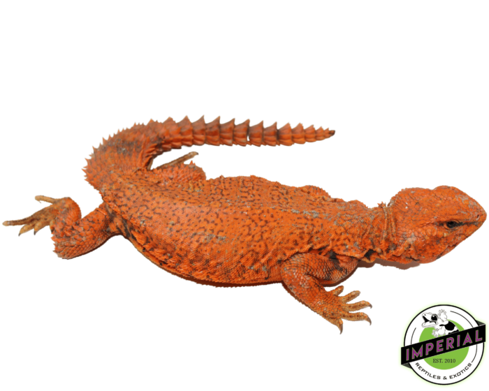 uromastyx for sale online, buy reptiles for cheap prices near me