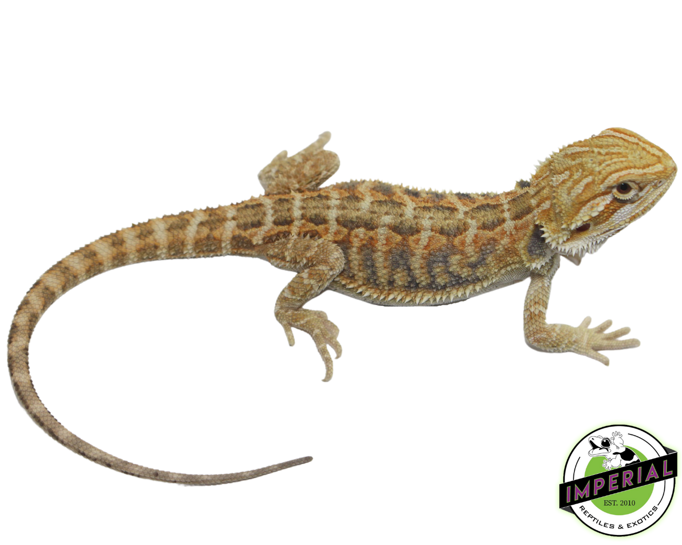 Citrus Tiger Bearded Dragon