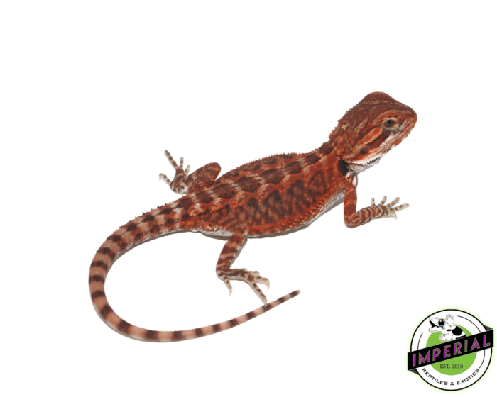 bearded dragon for sale online, buy bearded dragons at cheap prices