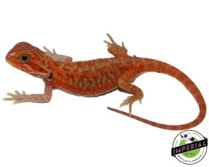 bearded dragon for sale online, buy bearded dragons at cheap prices